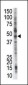 PSMD4 Antibody (C-term)