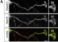 SMURF2 Antibody (C-term)