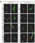 SMURF2 Antibody (C-term)