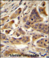 RBCK1 (UBCE7IP3) Antibody (N-term)