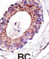 UBE4A Antibody (C-term)