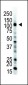 E1 Ubiquitin (UBE1) Antibody (C-term)