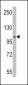 E1 Ubiquitin (UBE1) Antibody (C-term)