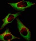 AP2114c-HIP2-Antibody-Center