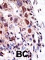 E2EPF Antibody (N-term)