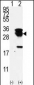 E2EPF Antibody (N-term)