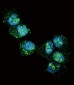 UCHL1 Antibody (N-term)