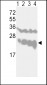 UCHL1 Antibody (N-term)