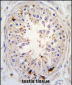 USP2 Antibody (C-term L523)