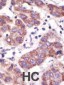 USP3 Antibody (N-term)