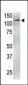 USP4 Antibody (C-term)