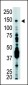 USP7 (HAUSP) Antibody (C-term)