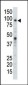 USP11 Antibody (C-term)