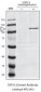 USP13 Antibody (N-term)