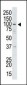 USP13 Antibody (Center)