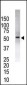 USP14 Antibody (N-term)