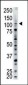 USP15 Antibody (N-term)