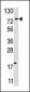 USP16 Antibody (Center)