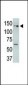 USP25 Antibody (N-term)