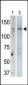 USP25 Antibody (C-term)