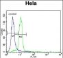 UBE3A Antibody (C-term)