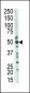 TSG101 Antibody (N-term)