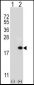 UBE2V1 Antibody (C-term)