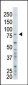 BAP1 Antibody (C-term)