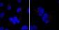 AP2172a-Mib1Mindbomb-Antibody-N-term