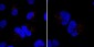 Mib1/Mindbomb Antibody (N-term)