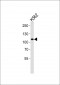 Mib1/Mindbomb Antibody (N-term)