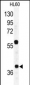 RAD23A Antibody (C-term)