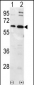 Ubiquilin1 Antibody (N-term)
