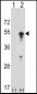 STAM Antibody (N-term)