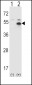 STAM Antibody (C-term)