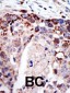 Ataxin3 (MJD) Antibody (N-term)