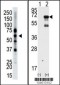 Epsin2 Antibody (N-term)