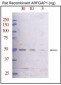 ARFGAP1 Antibody (C-term)