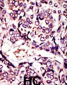 ARL1 Antibody (N-term)