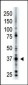 ART1 Antibody (N-term)