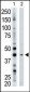 ART3 Antibody (N-term)