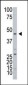 ART3 Antibody (C-term)