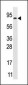 GCS1 Antibody (N-term)