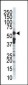 ZMPSTE24 Antibody (C-term)