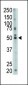 FDFT1 Antibody (N-term)