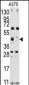 FDFT1 Antibody (Center)