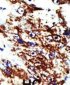 FDPS Antibody (N-term)