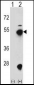 FDPS Antibody (N-term)