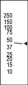 FDPS Antibody (Center)