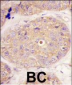 GGPS1 Antibody (C-term)